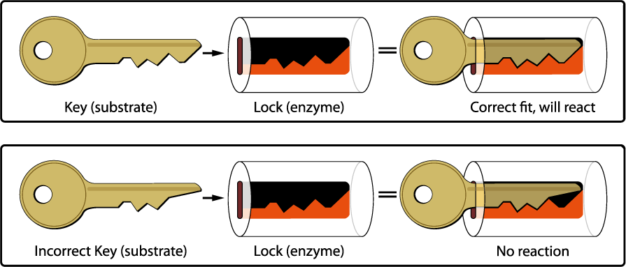 Enzymes very specifically target certain proteins. They facilitate breaking the molecular bonds without being consumed themselves.